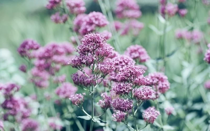 Βαλεριάνα: Ποια είναι η σωστή χρήση- Πώς να αποφύγουμε πιθανές παρενέργειες